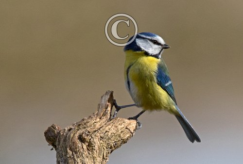   Blue Tit DM1762